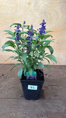 Lot 1116 - Salvia -‘Farina Blue’