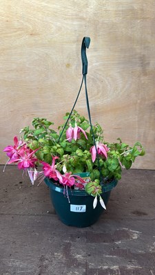 Lot 1117 - Fuchsia handing pot