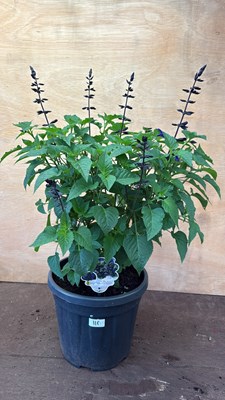 Lot 1118 - Large well established Salvia -‘Salgoon Lake...