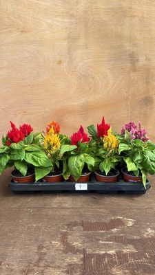 Lot 1001 - Tray of 10 mixed Celosia
