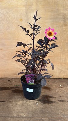 Lot 1002 - Dahlia -‘Happy days Purple