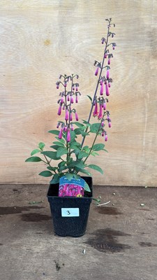 Lot 1003 - New Zealand Fuchsia