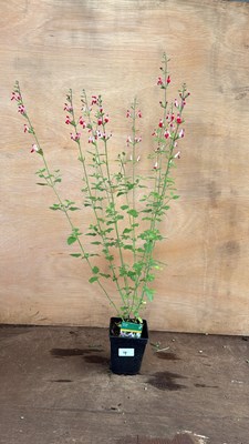 Lot 1004 - Salvia -‘Hot Lips’