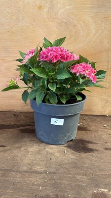 Lot 1005 - Pink Hydrangea