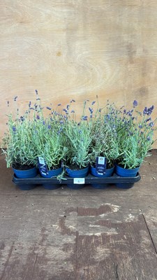 Lot 1006 - Tray of 10 Old English Lavender