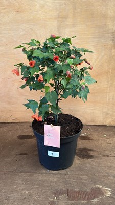Lot 1007 - Patio Abutilon
