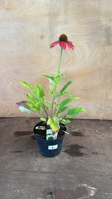Lot 1008 - Echinacea -‘Prairie Blaze - Green’