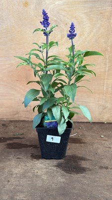 Lot 1009 - Salvia -‘Farina Blue’