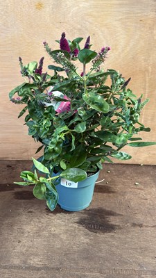 Lot 1010 - Hebe -‘Donna Alina’