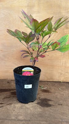 Lot 1011 - Peony -‘Karl Rosenfield’