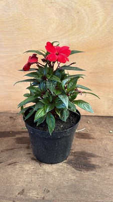 Lot 1012 - New Guinea Impatiens - ‘Deep Scarlet’