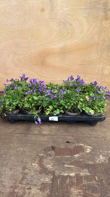 Lot 1013 - Tray of 10 Low growing Campanula