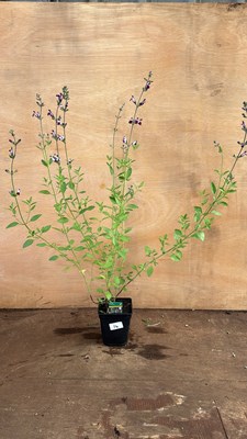 Lot 1014 - Salvia -‘Amethyst Lips’