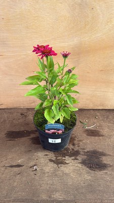 Lot 1015 - Echinacea -‘Moodz Motivation’