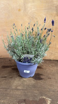 Lot 1016 - Large Hidcote Lavender