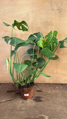 Lot 1017 - Large Monstera