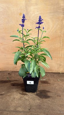 Lot 1018 - Salvia -‘Farina Arctic Blue’