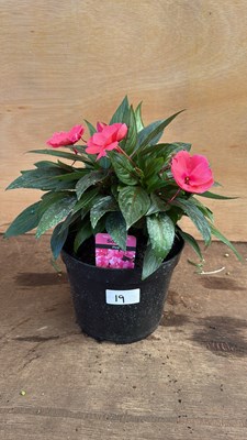 Lot 1019 - New Guinea Impatiens -‘Sonic Pink’