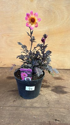Lot 1020 - Dahlia -‘Happy days Purple’