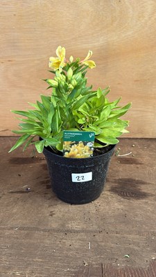Lot 1022 - Alstroemeria -‘Havana’