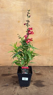 Lot 1023 - Penstemon -‘Partybells Red’