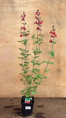 Lot 1024 - Salvia -‘Salvito Scarlet’