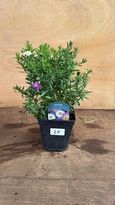 Lot 1025 - Aster -‘Alpha Universe’