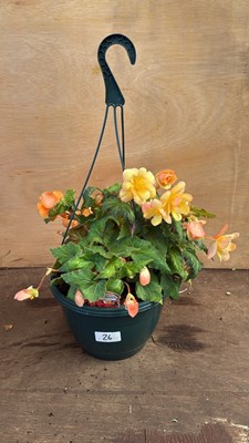 Lot 1026 - Begonia Hanging Pot- ‘Apricot Shades’