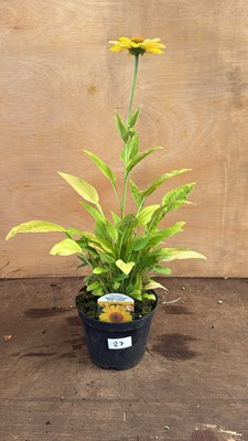 Lot 1027 - Echinacea-‘Papallo Classic Deep Yellow’