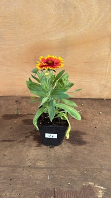 Lot 1028 - Arizona Sun