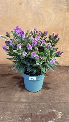 Lot 1029 - Hebe -‘Emma’
