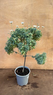Lot 1030 - Standard Marguerite