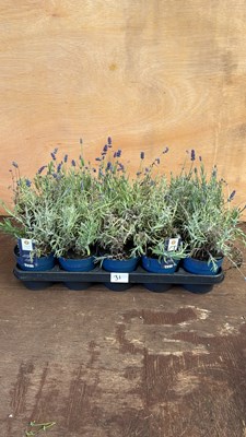 Lot 1031 - Tray of 10 Old English Lavender