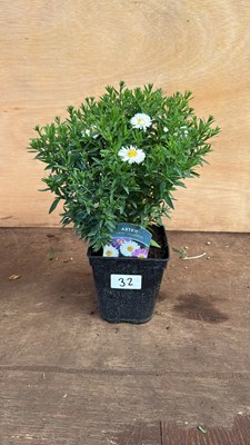 Lot 1032 - Aster -‘Alpha Universe’