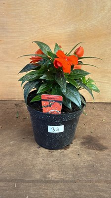 Lot 1033 - New Guinea Impatiens -‘Sonic Orange’
