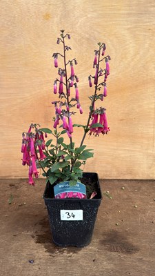 Lot 1034 - New Zealand Fuchsia
