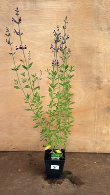 Lot 1035 - Salvia -‘Amethyst Lips’