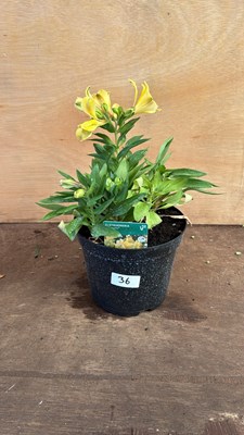 Lot 1036 - Alstroemeria -‘Havana’