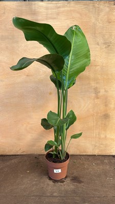 Lot 1037 - Strelitzia -‘Bird of Paradise’