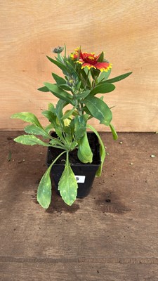 Lot 1038 - Arizona Sun