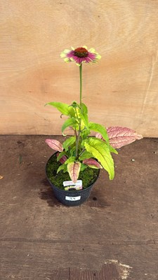 Lot 1039 - Echinacea -‘Prairie Blaze Vintage Lime’