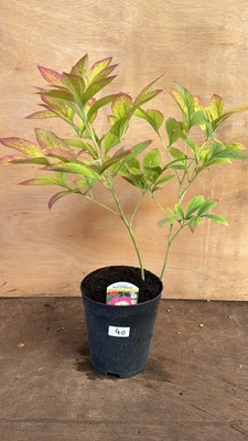 Lot 1040 - Peony -‘Bowl of Beauty’