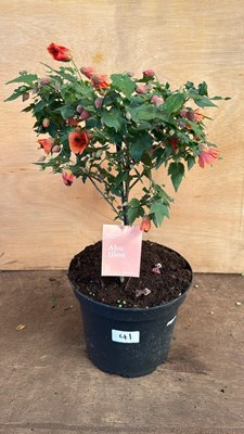 Lot 1041 - Patio Abutilon