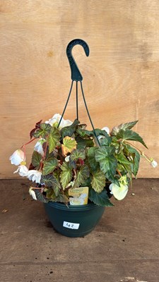 Lot 1042 - Begonia Hanging Pot -‘Cream Shades’