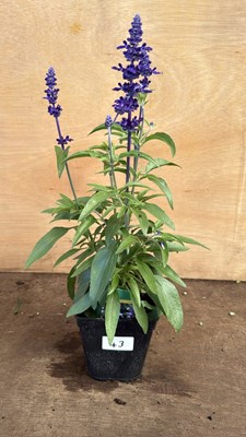 Lot 1043 - Salvia -‘Farina Arctic Blue’