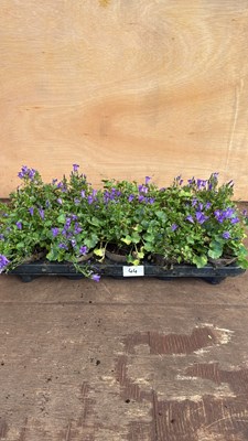Lot 1044 - Tray of 10 Low growing Campanula