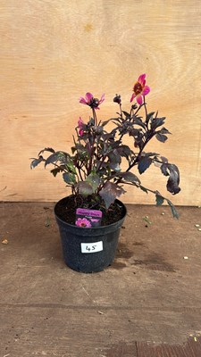 Lot 1045 - Dahlia -‘Happy days Purple’
