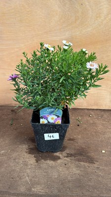 Lot 1046 - Aster -‘Alpha Universe’