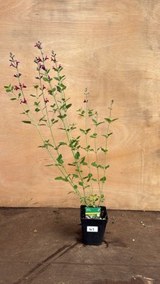 Lot 1047 - Saliva -‘Cherry Lips’
