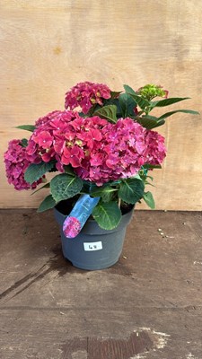 Lot 1048 - Pink Hydrangea